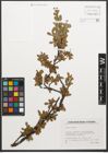 Foto von Salix retusa L.